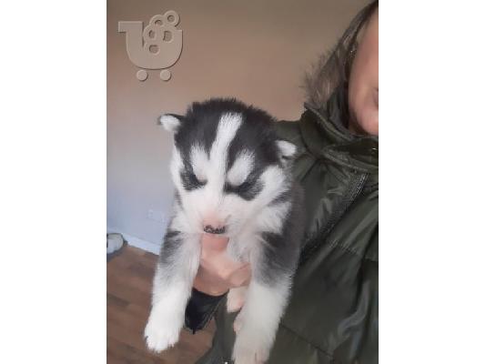 Επτά όμορφα κουτάβια Σιβηρίας Husky,
